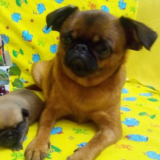 Семья Пти Брабансонов и брутального Гриффона 🥰