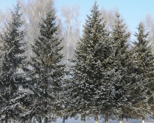 Болотнинский городской парк