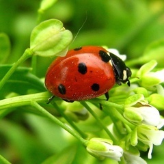 Божья коровка: секреты, факты и удивительная жизнь маленького хищника