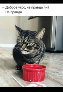 Кото-Философия