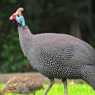 Цесарка: птица-загадка с необычным оперением и характером