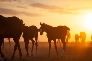 Лошади-любовь на всю жизнь!