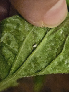 Борьба с вредителями