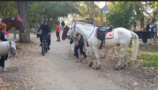 Лошади в парке.