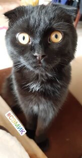 Семуэль🐈‍⬛