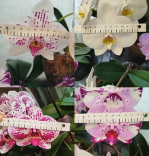 Самые крупные сорта фаленопсисов моего орхосадика