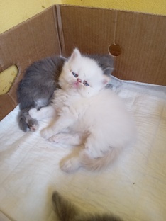 уехал  новый дом  Г  Севастопаль