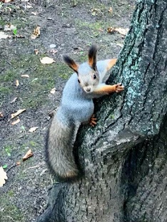 Звероводство