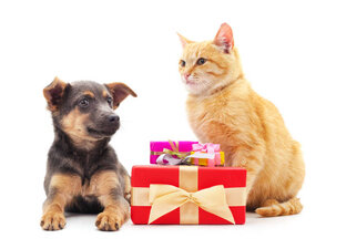 Гости/Подарки 🎁 