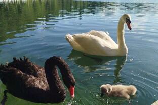 Что искал Гробокопатель