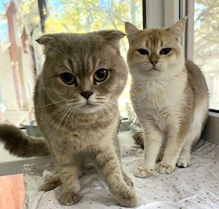 Интересные статьи о кошках