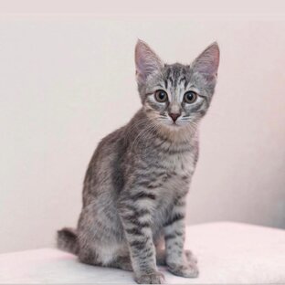 Серые , полосато-серые котики