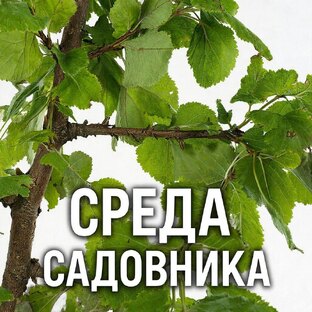 Среда Садовника