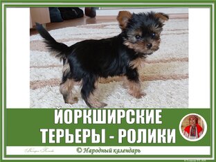 ЙОРКШИРСКИЕ ТЕРЬЕРЫ - ЙОРКИ И ЧОРК: РОЛИКИ