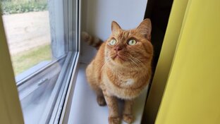 Кот Филя и не только