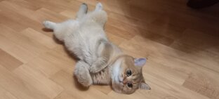 Кошачьи будни