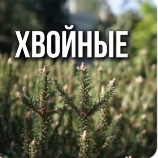 Про хвойные