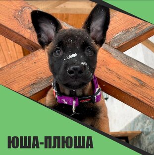 Поучительная история одной собаки