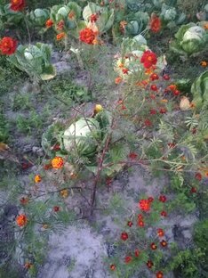 Капустная грядка