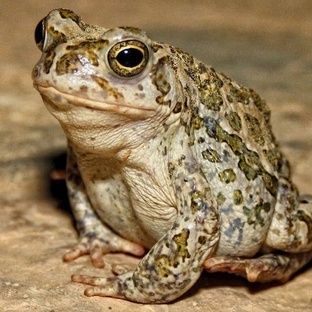 Жабы: не просто земноводные, а мастера выживания