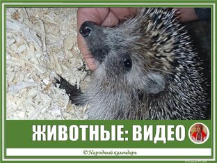 ЖИВОТНЫЕ, ПТИЦЫ: ВИДЕО