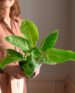 По зеленым домам!