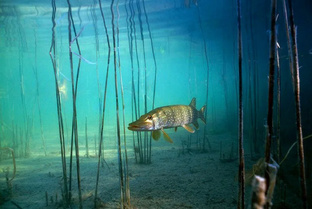 В ноябре щука игнорирует твои приманки? Смени тактику.