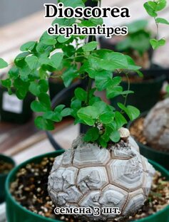 Диоскорея Слоновая.  