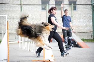 Колли. Аджилити