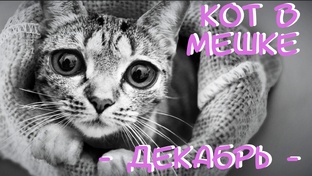 Кот в мешке