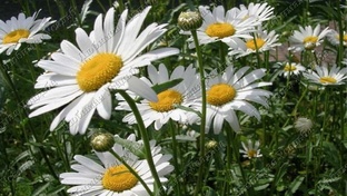 Многолетники  Злаковые