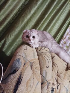 Друзья меньшие