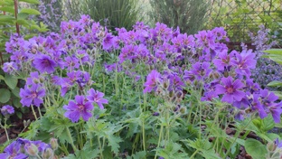 Многолетники