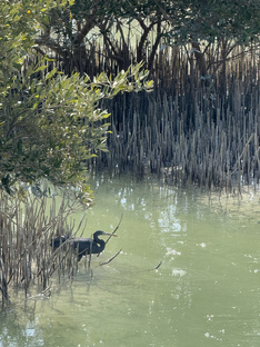 Необычные деревья