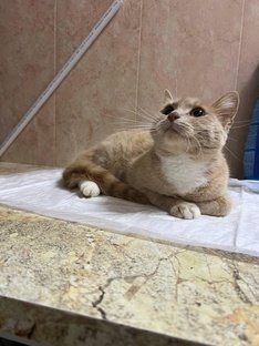 Ищут дом.