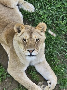 Животные 🐶🐯🦁