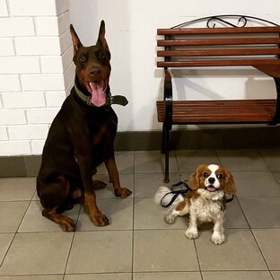 #зверьё_моё