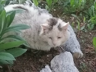 Кот Белка