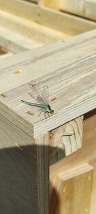 Короткие ролики