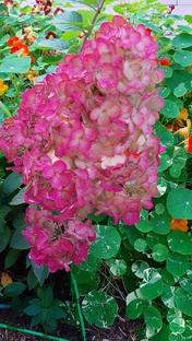 🌱🌱Черенковпние Метельчатых Гортензий- Зелёной почкой‼️