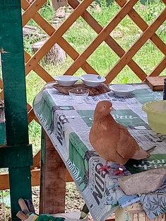 Дачные истории