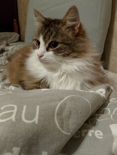 Кошачий 🐱🐈 дзен