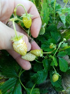 Земляника, малина ИЗ СЕМЯН.