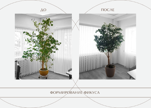 ИСТОРИЯ одного Фикуса