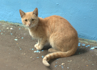 Животные и птицы