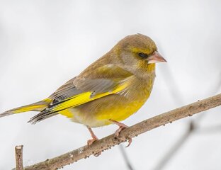 Птицы