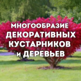 Многообразие декоративных кустарников и деревьев