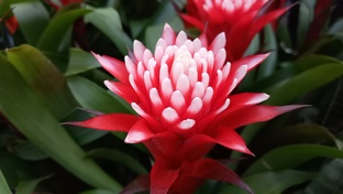 Ботанические радости 