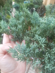 ❤🌲Можжевельник, туя, тис