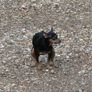 Лайкфаки и Лайфкаки